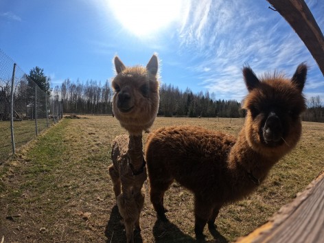 Mini zoo darba laiks maijā