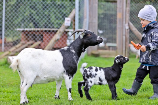 Mini zoo opening hours in the fall!