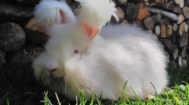 Baltā Angora