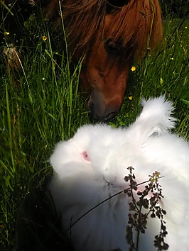 Mini zoo darba laiks Vasaras saulgriežu nedēļā!